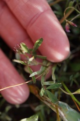 Trifolium bifidum decipiens