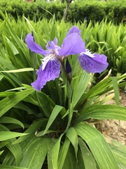 Iris tectorum