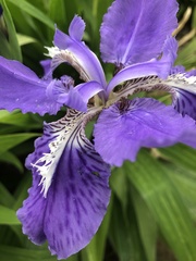 Iris tectorum