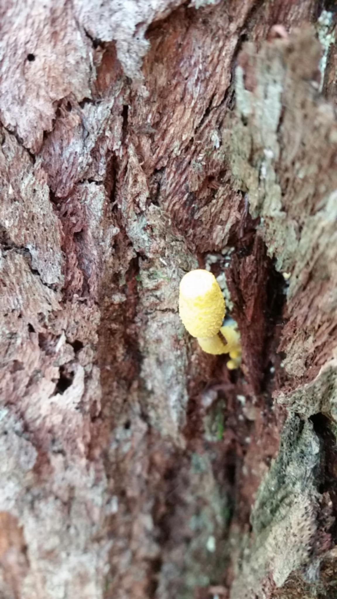 Leucocoprinus birnbaumii image