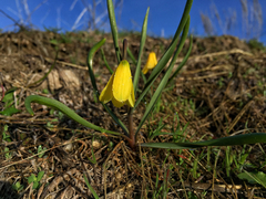 Fritillaria pudica