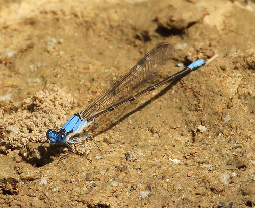 Blue-fronted Dancer