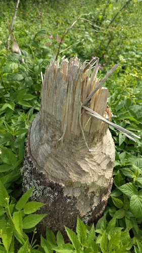 Eurasian Beaver