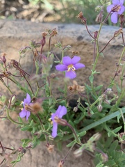 Chaenostoma neglectum