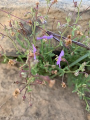 Chaenostoma neglectum