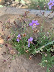 Chaenostoma neglectum