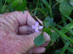 (c) Shaun Swanepoel, some rights reserved (CC BY) Impatiens hochstetteri, photograph (c) Shaun Swanepoel, some rights reserved (CC BY)