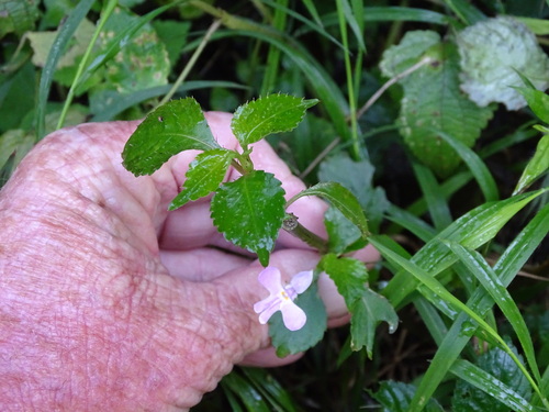 Impatiens hochstetteri, photograph 4