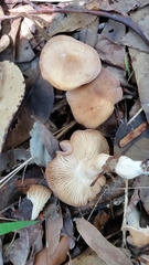 Porpoloma
