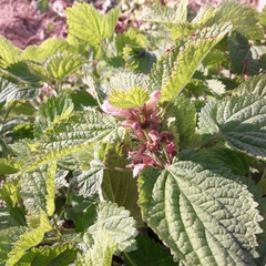 Lamium orvala