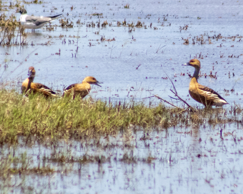 iNaturalist image