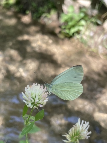 Mountain Small White