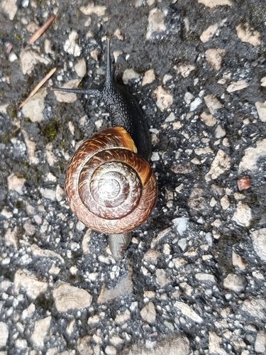 Copse Snail