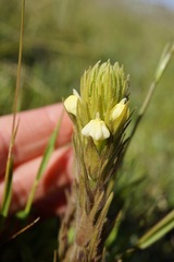 Castilleja rubicundula lithospermoides