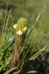 Castilleja rubicundula lithospermoides