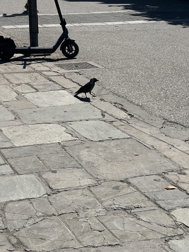 Eurasian Jackdaw