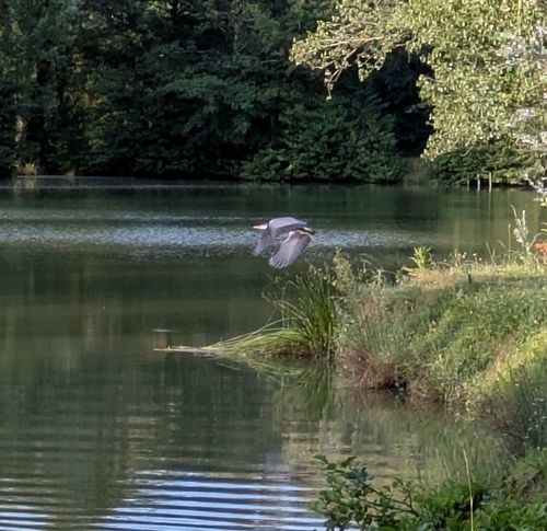 iNaturalist image