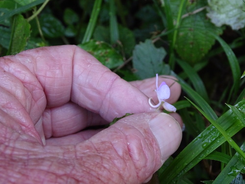 Impatiens hochstetteri, photograph 6