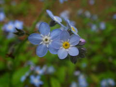 Myosotis latifolia image