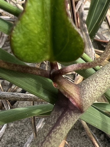 Earleaf Greenbrier