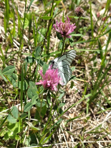 Black-veined White