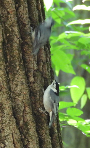 White-breasted Nuthatch
