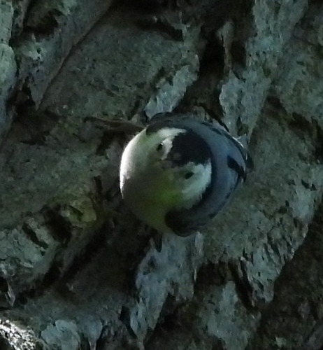 White-breasted Nuthatch