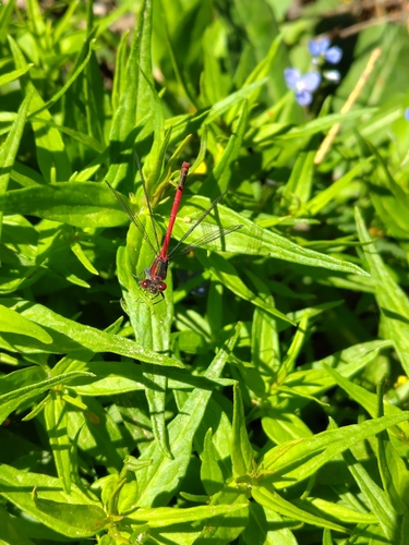 Large Red Damselfly