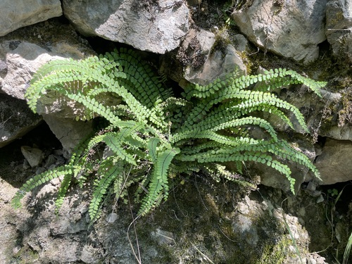 maidenhair spleenwort