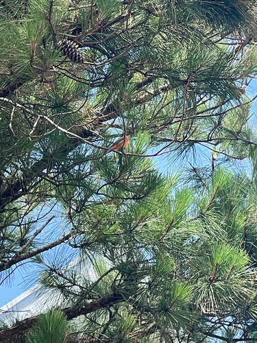 Painted Bunting