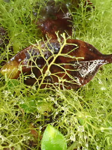 Lepidozia sandvicensis observed 2026-06-04