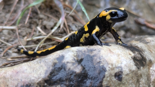 Fire Salamander