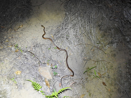 Brown Tree Snake sighting