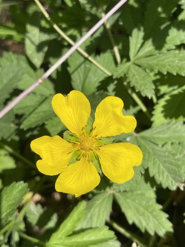 Creeping cinquefoil