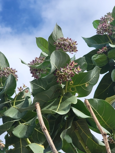 Calotropis procera observed 2026-06-06