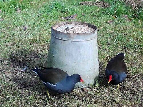 iNaturalist image