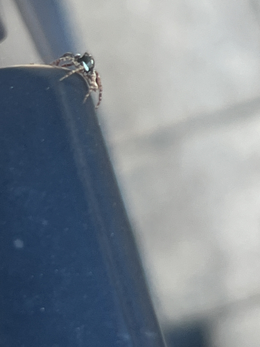 Twin-Flagged Jumping Spider