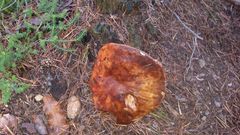 Tricholoma colossus