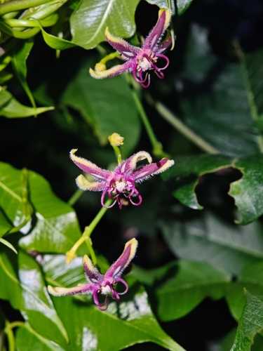 Silkvine