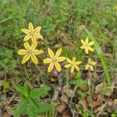 Triteleia ixioides scabra