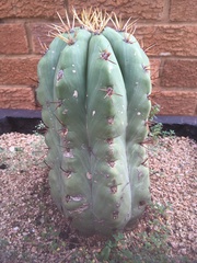 Cactaceae