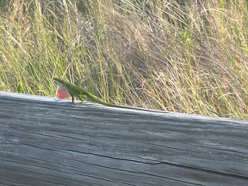 Anole