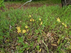 Triteleia ixioides scabra