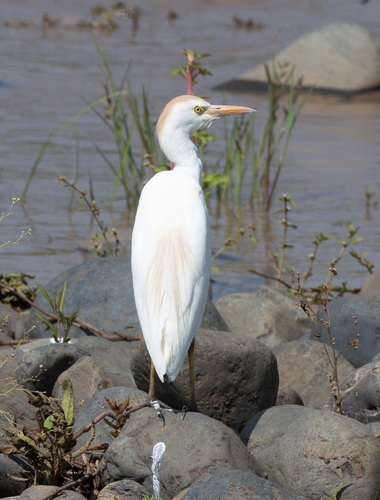 iNaturalist image
