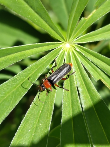 Cantharis pellucida