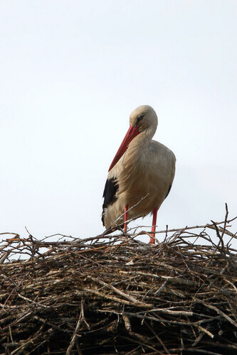 iNaturalist image
