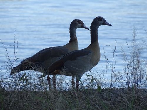 iNaturalist image