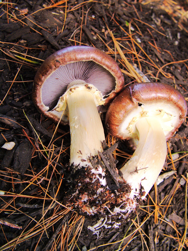 Wine-cap Stropharia