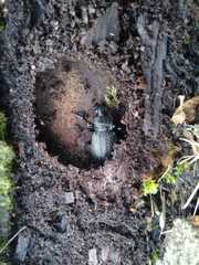 Carabus granulatus interstitialis