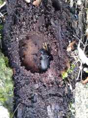 Carabus granulatus interstitialis